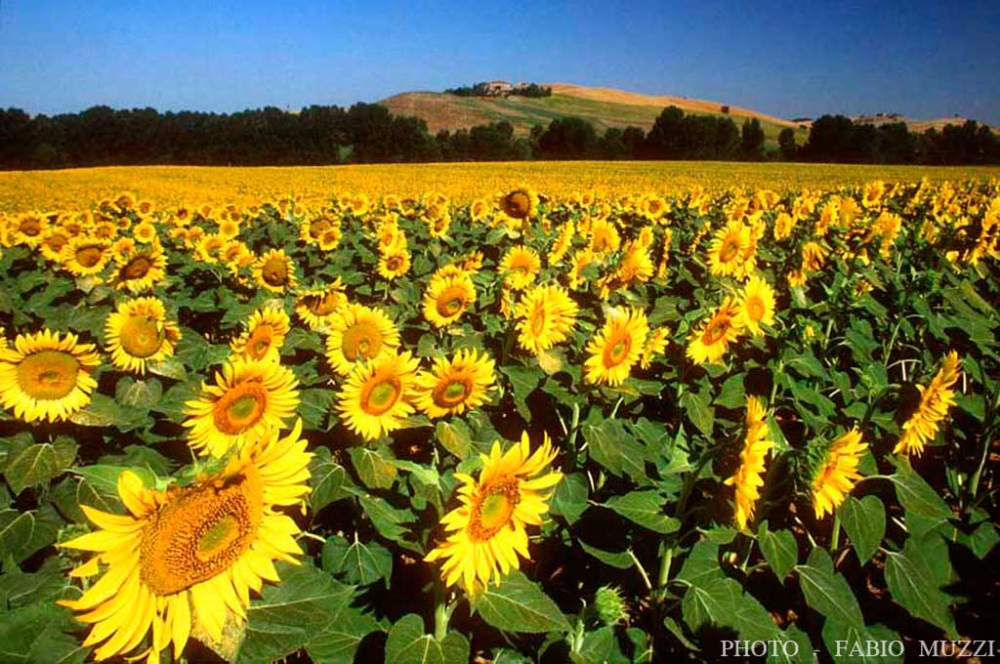 La campagna toscana e i suoi girasoli