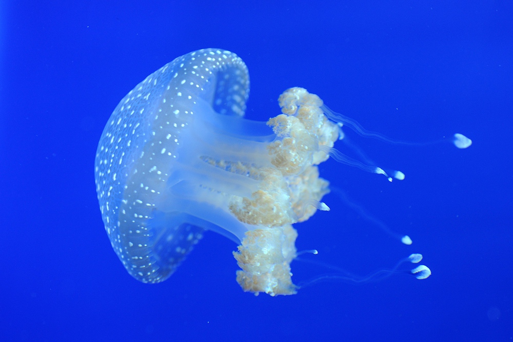 Acquario di Livorno