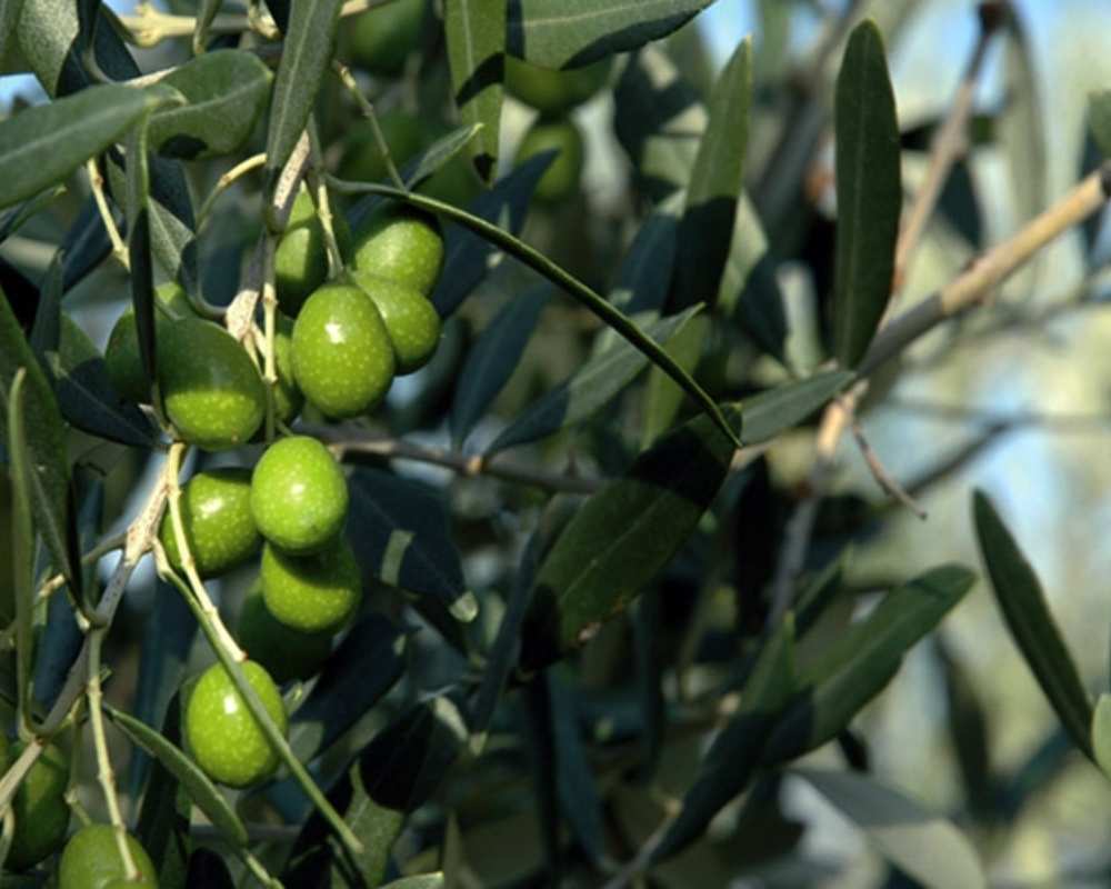 Olivenöl von Seggiano