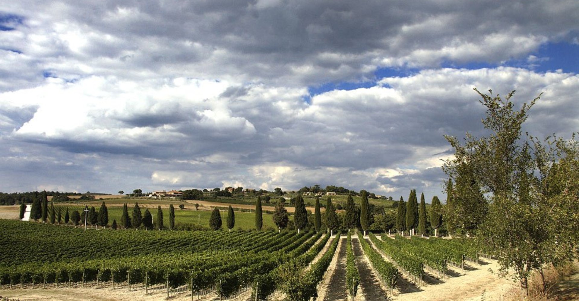 Weinberge in der Val d´Orcia