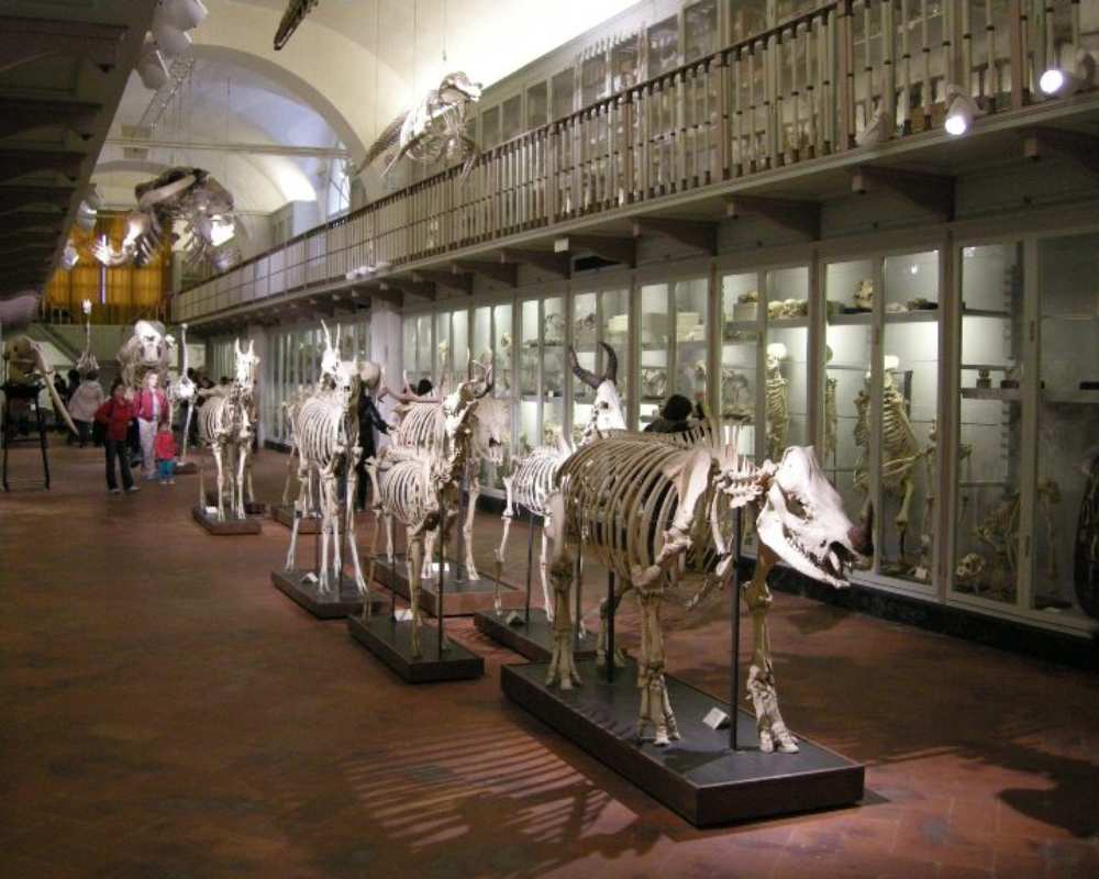 La Specola - Salle des squelettes