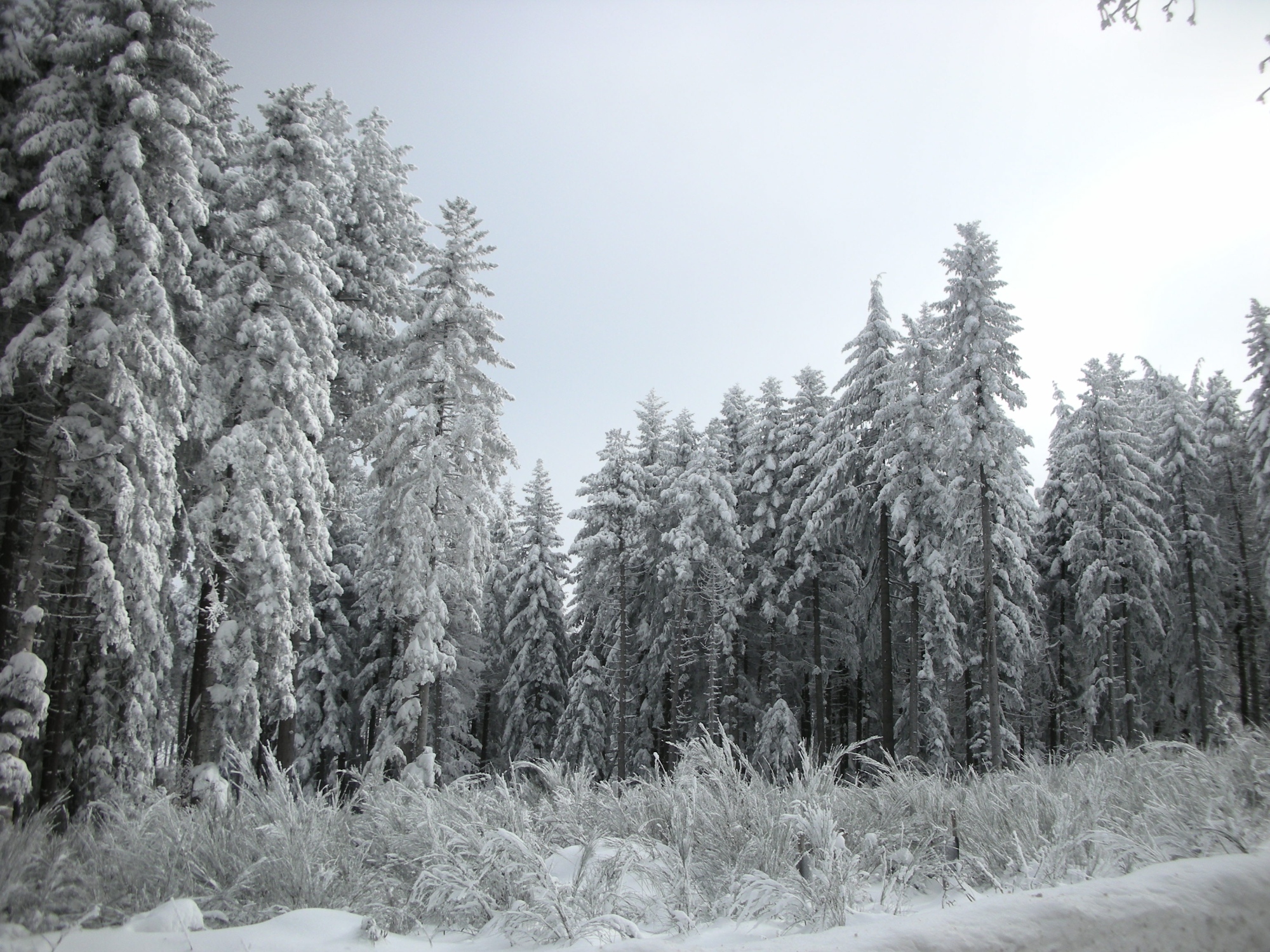 Amiata and the snow