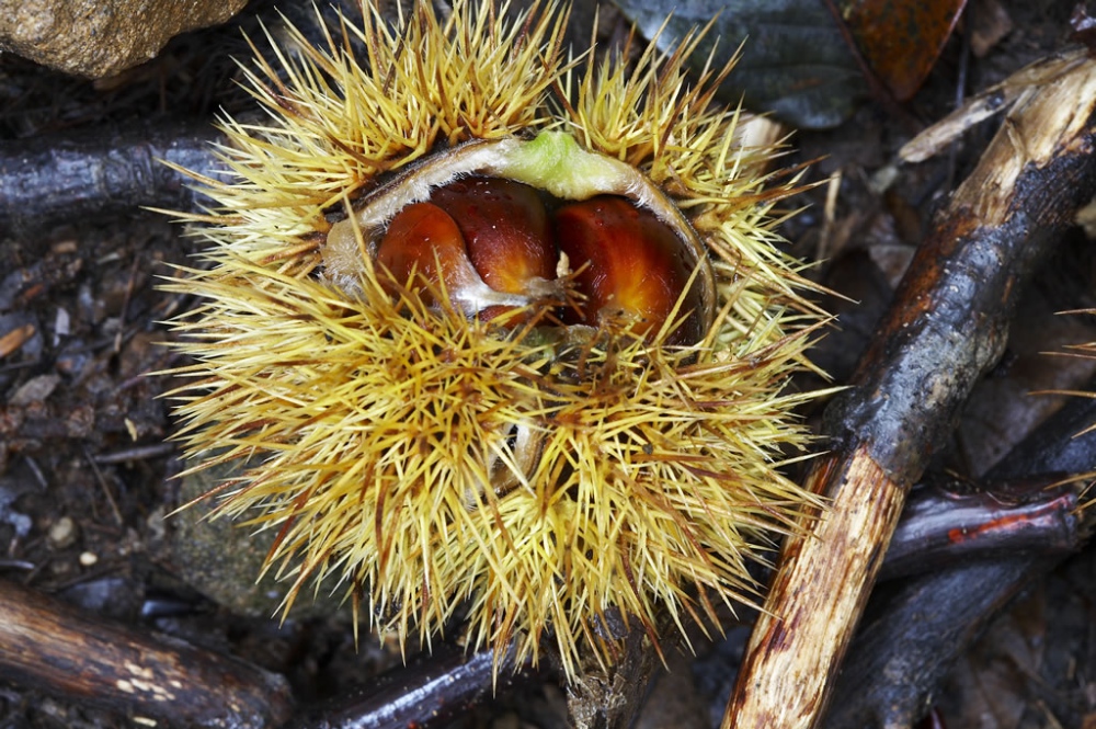Le castagne dell Toscana, alimento fondamentale delle comunità