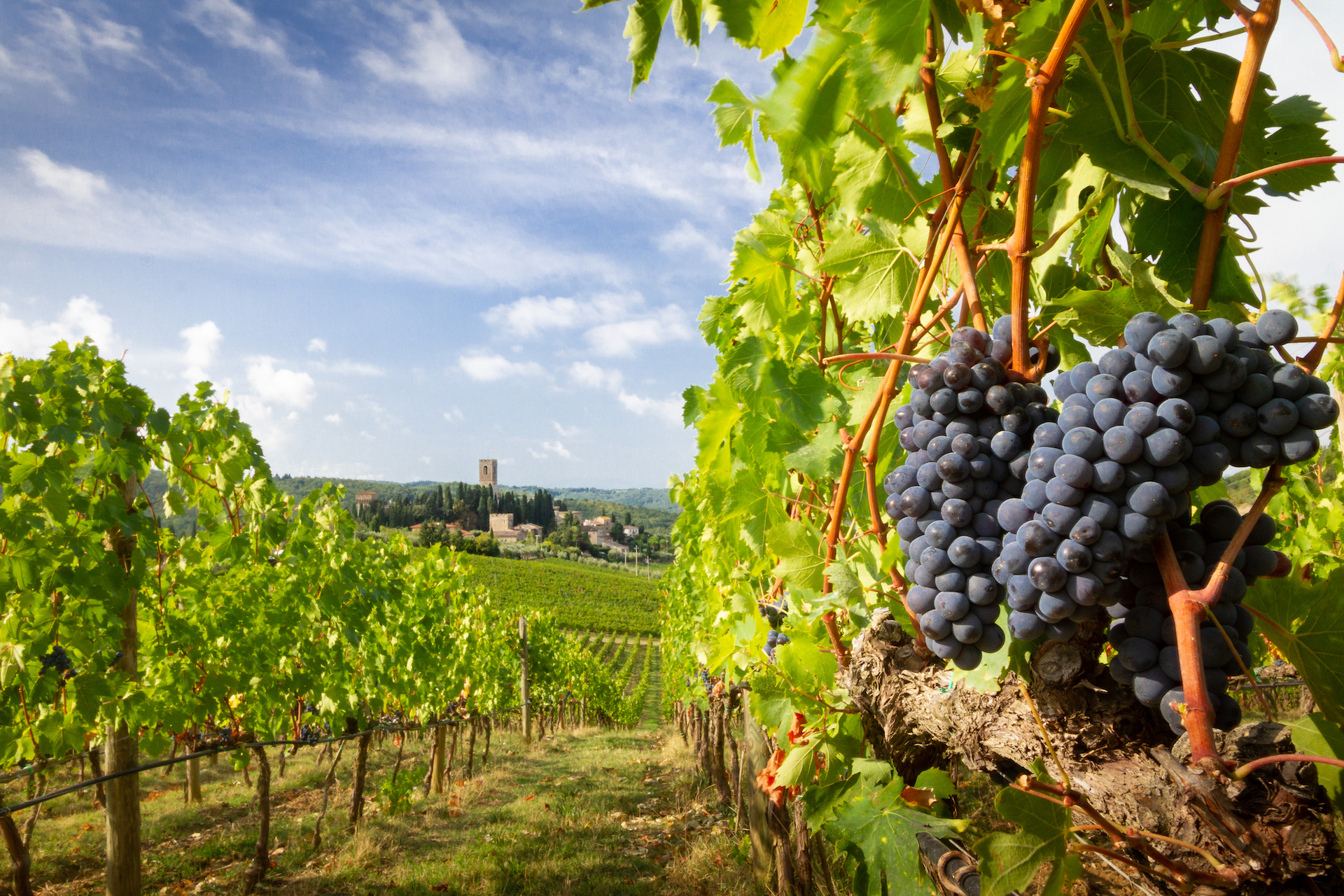 Vigneti a Badia a Passignano