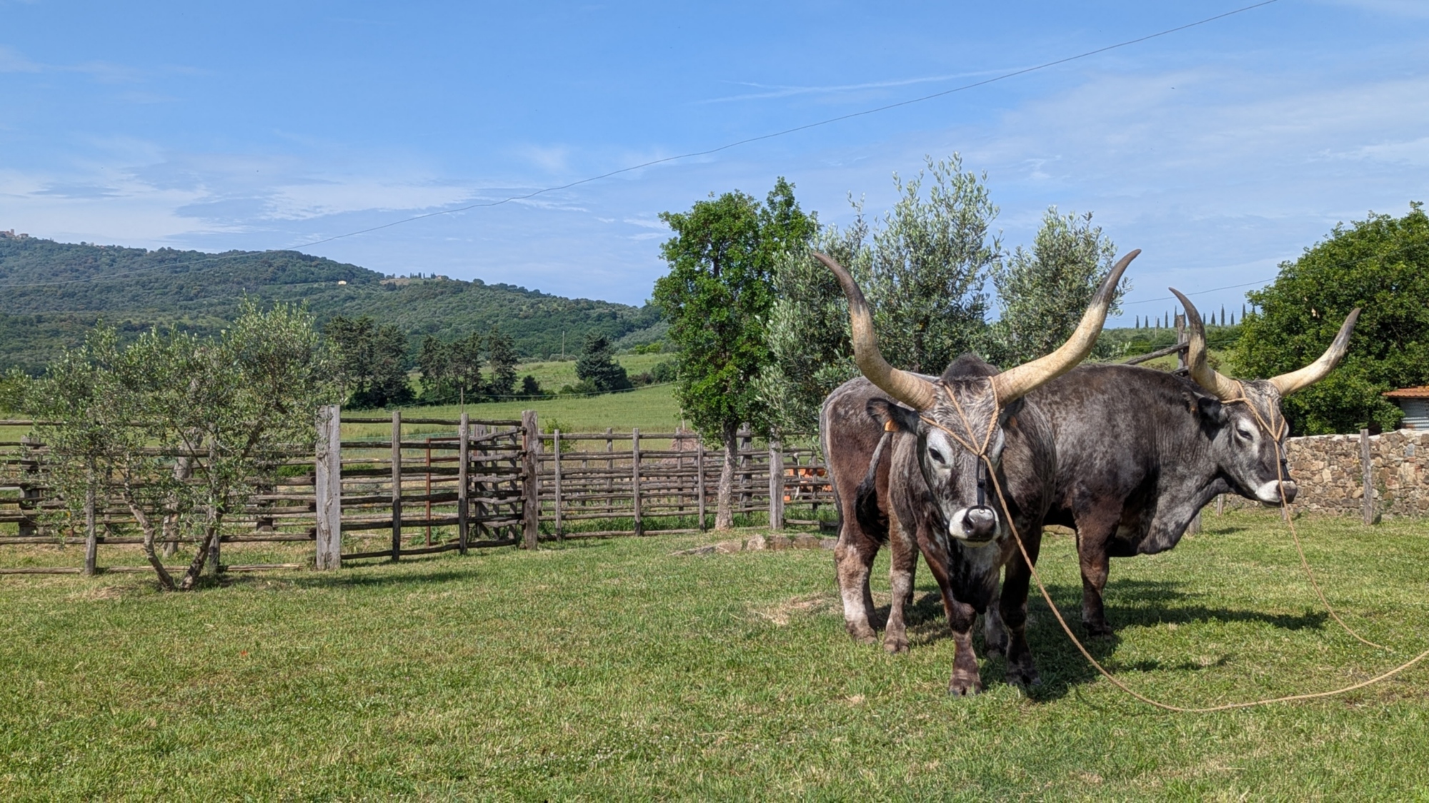 Le long des routes de Maremma in Gravel. Arrêt à Badia Vecchia. Deux bœufs de Maremme aux longues cornes dans un pâturage clôturé