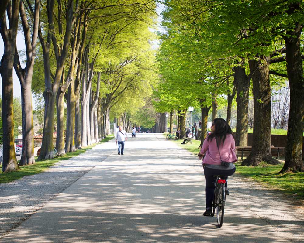 Biking along Lucca tree lined paths