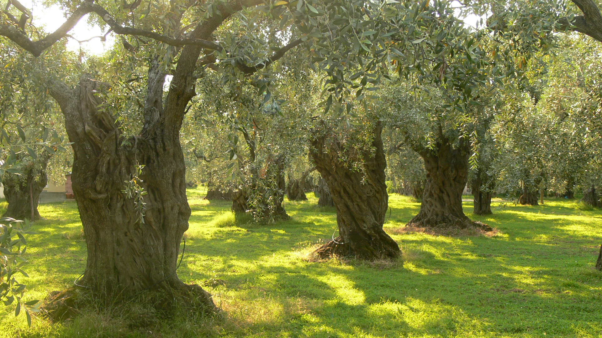 Olivenbäume im Gebiet von Siena