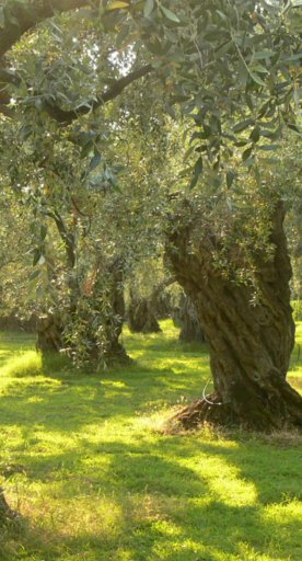 Olive trees in Terre di Siena