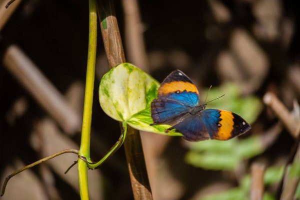 Butterfly House, Collodi Butterfly House, Collodi