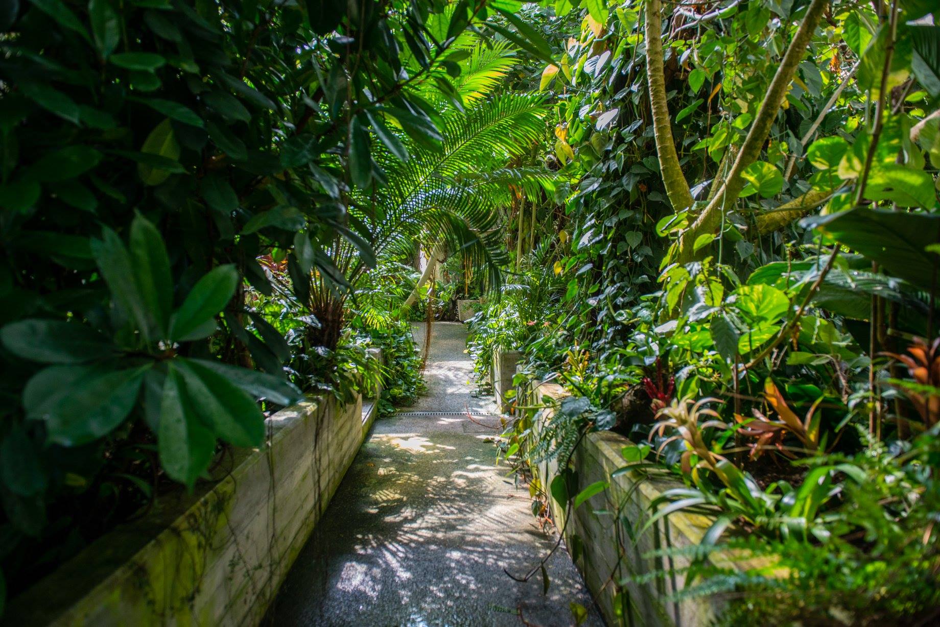 Il percorso all'interno la Butterfly House di Collodi