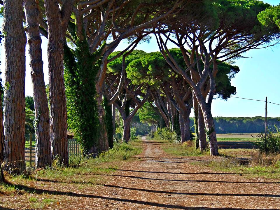 Via del Lago, San Vincenzo