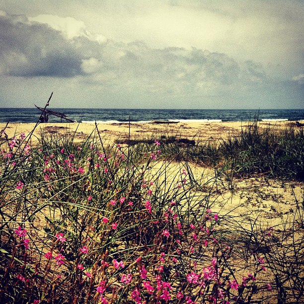 Le dune della Lecciona sono in fiore