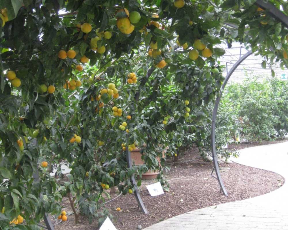 Tintori Citrus Orchards