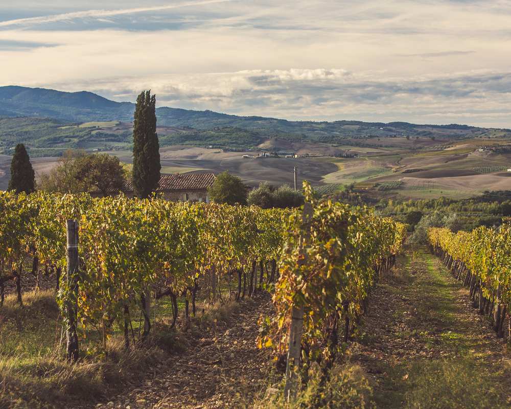 Brunello vineyards near Montalcino