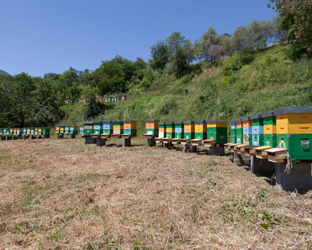 Produzione di miele DOP in Lunigiana