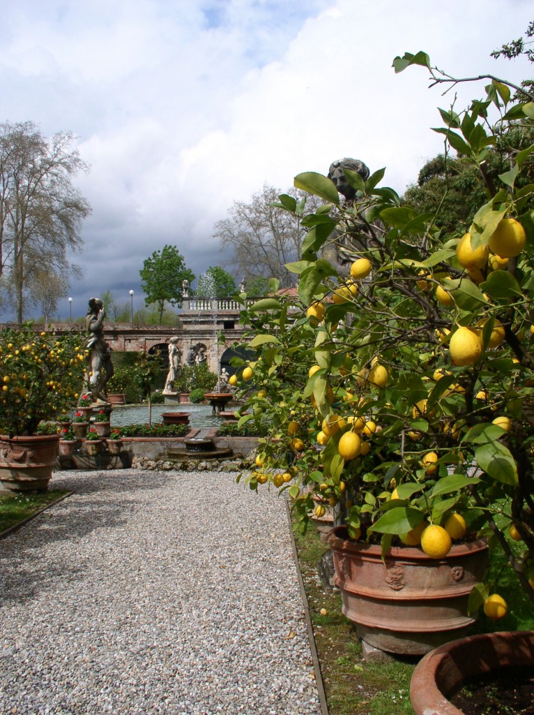 Lucca, il giardino dei limoni di Palazzo Pfanner