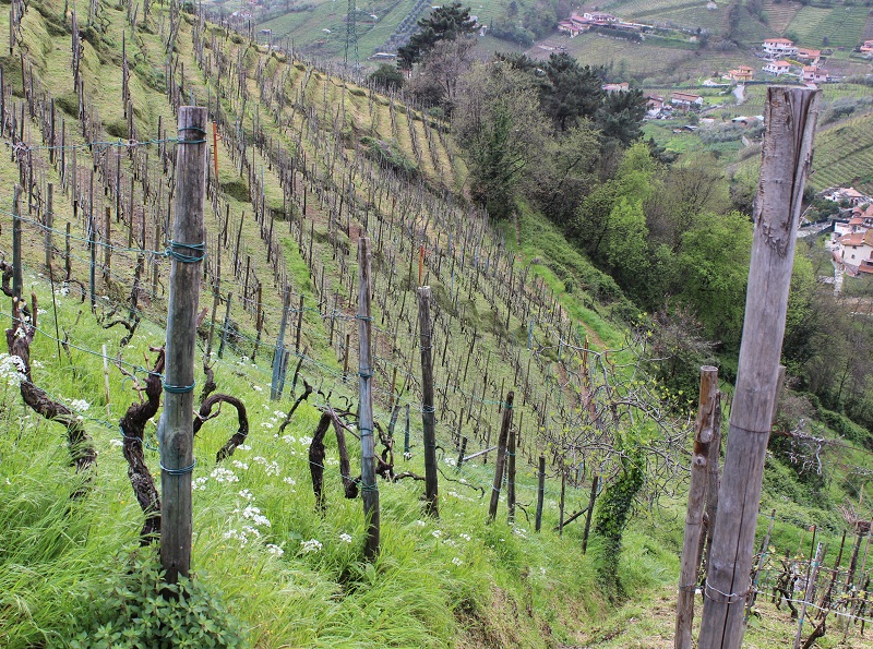 Vineyards on the Candia hills