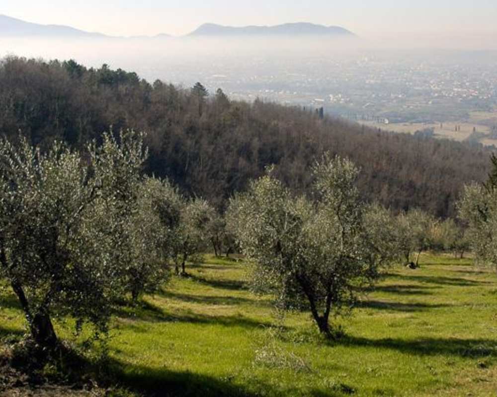 Olive groves near Lucca