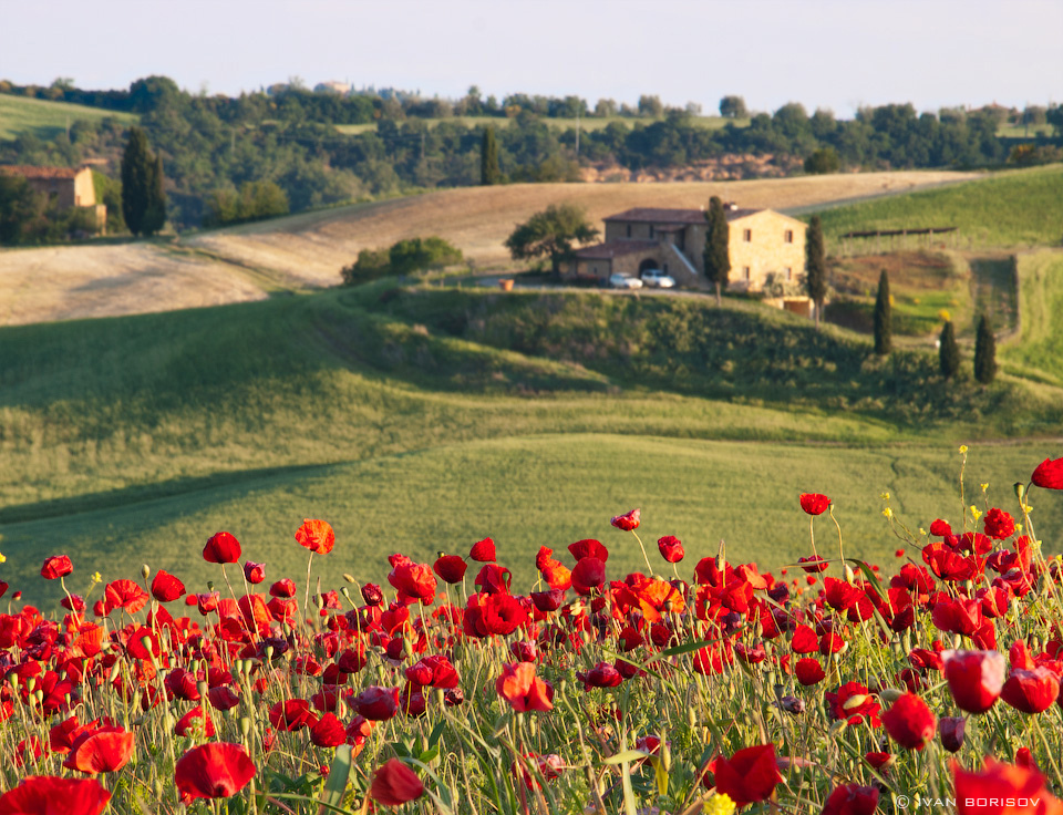Red Poppies bloom in May and June