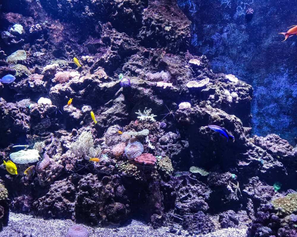 Livorno Aquarium