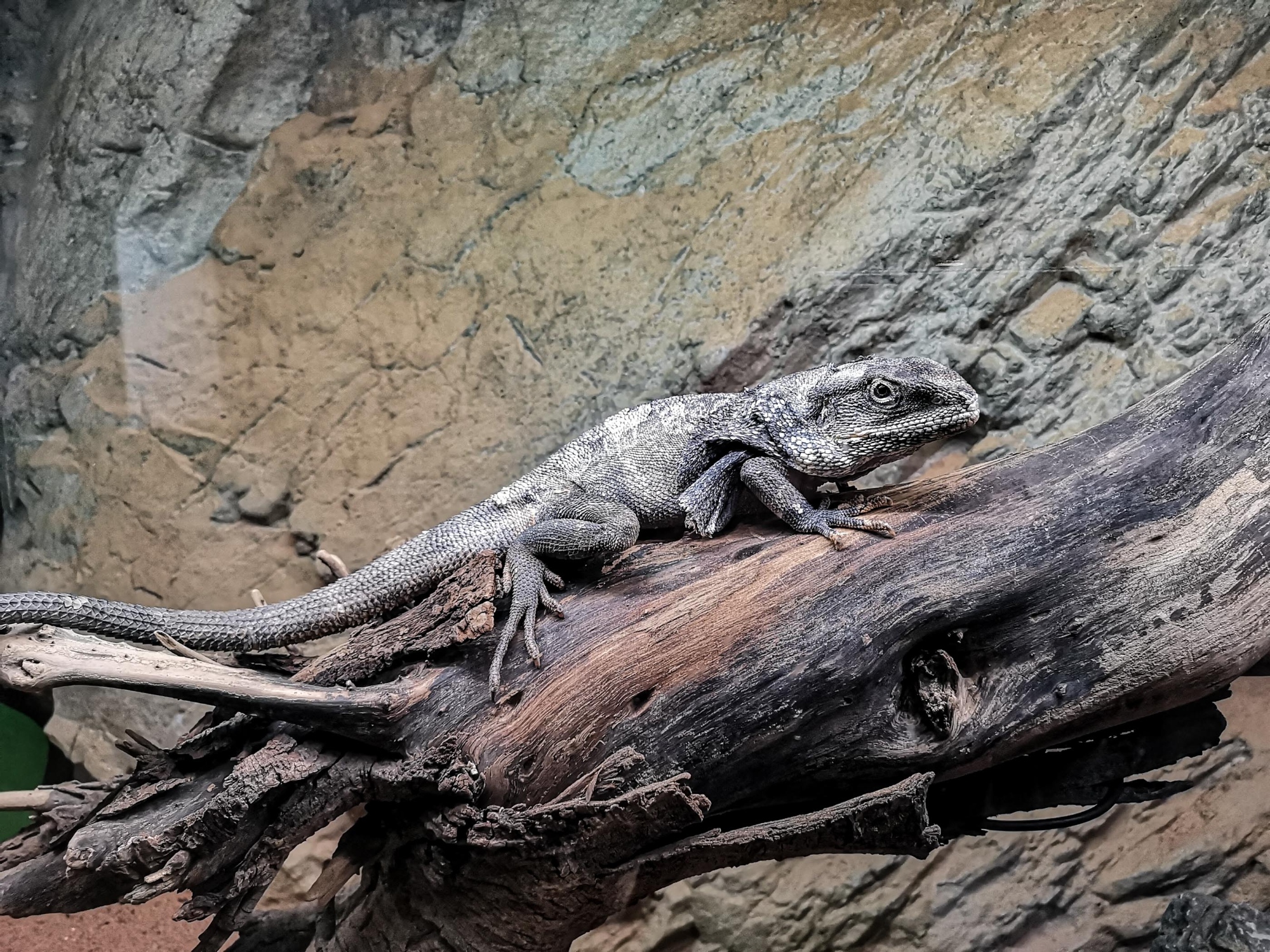 Il rettilario dell'Acquario di Livorno