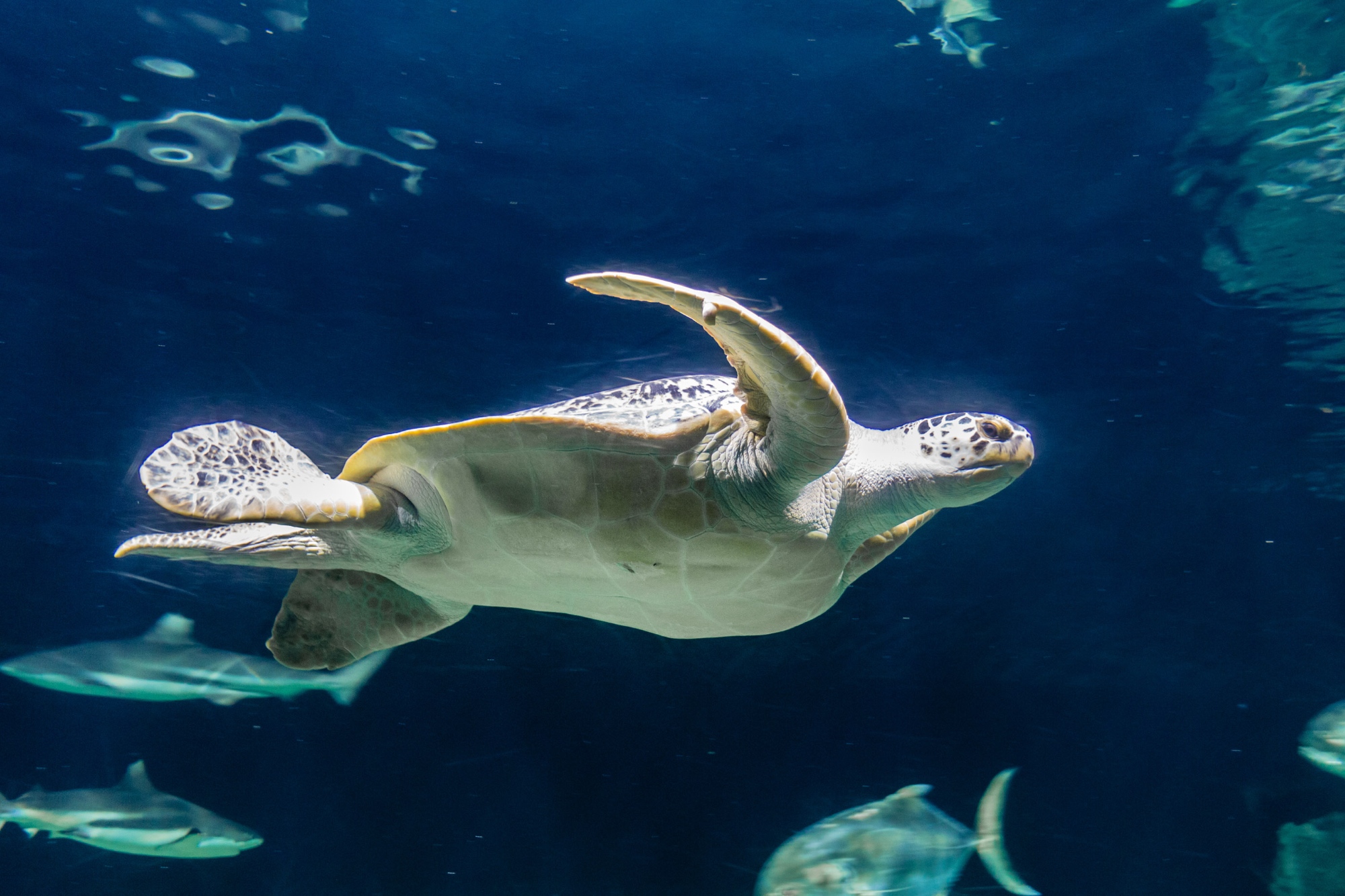 The turtles of the Aquarium in Livorno