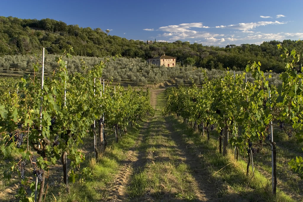 Vineyards in Tuscany