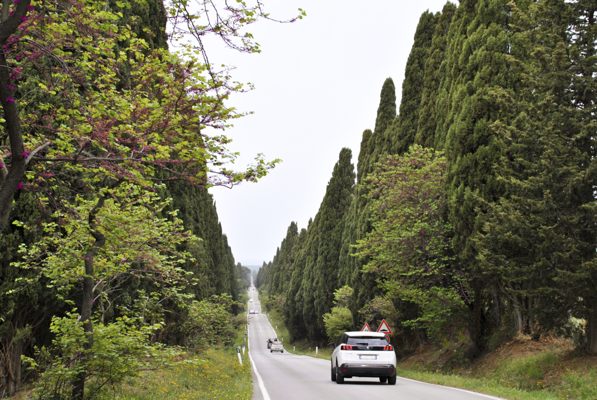 Paisaje de Bolgheri