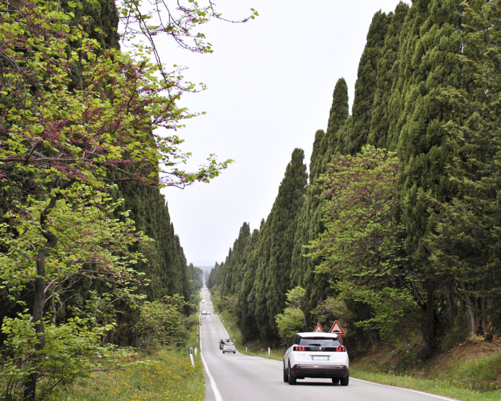The Avenue of Cypresses
