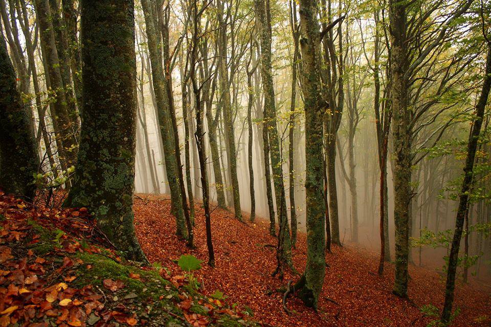 Casentinesi Forest during autumn foliage