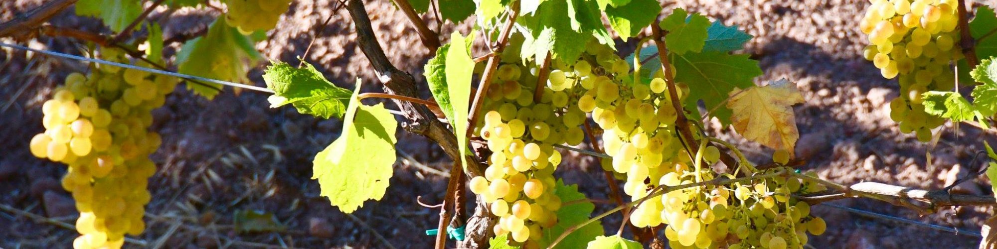 Le uve dell'Arcipelago Toscano