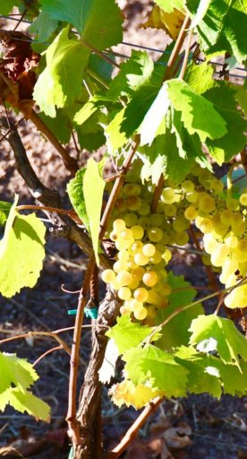 Las uvas del Archipiélago Toscano