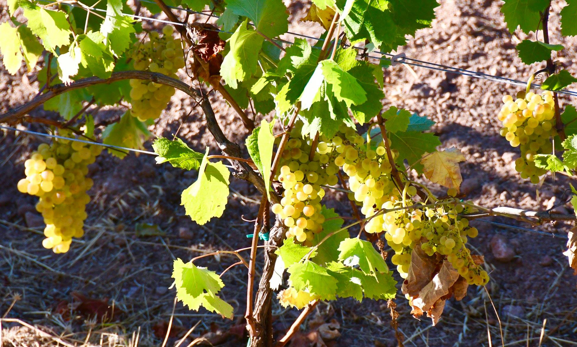 Las uvas del Archipiélago Toscano