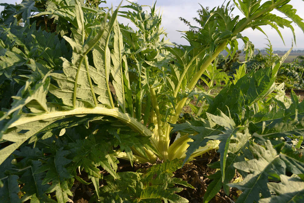 Le Cardo de la Val di Cornia