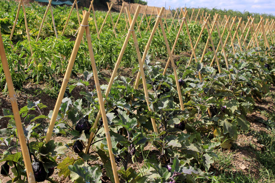 The Vegetable garden