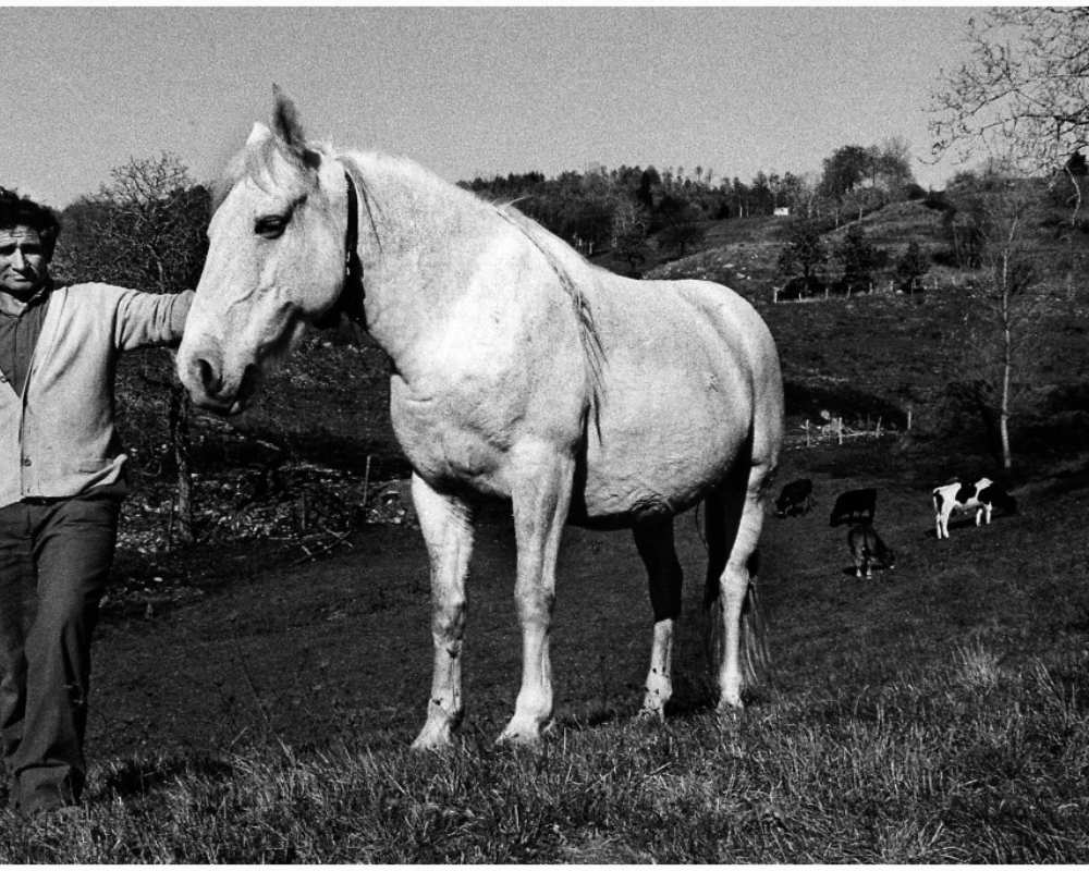 White horse in Careggine