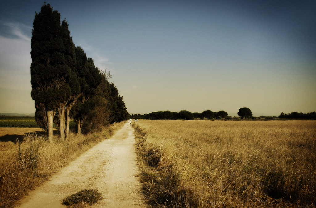 The countryside around Cecina