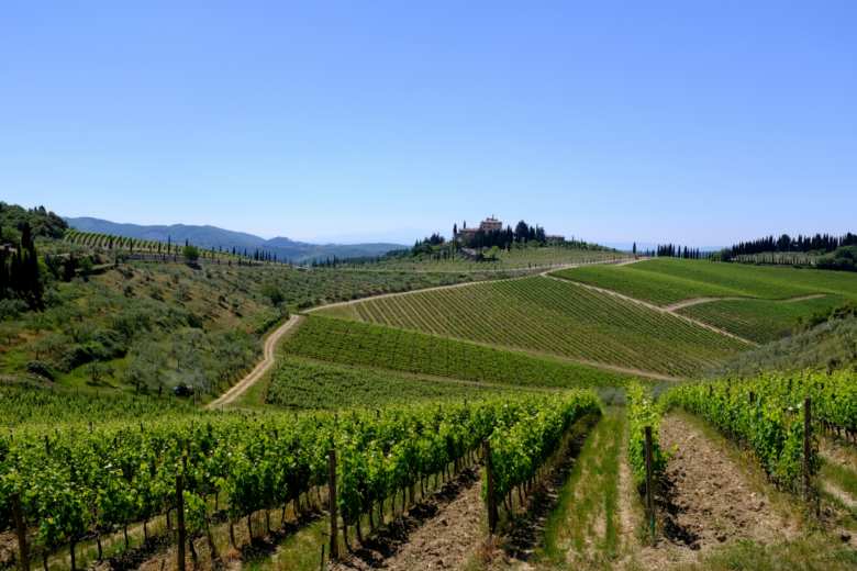 Vineyards in the Chianti Davide Taviani Vineyards in the Chianti