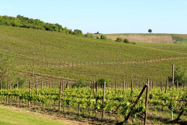Vigneti nel Chianti Vigneti nel Chianti