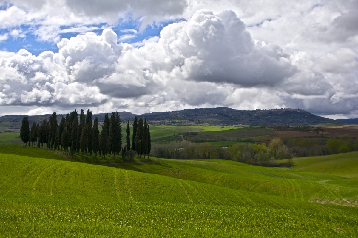 Cypress trees