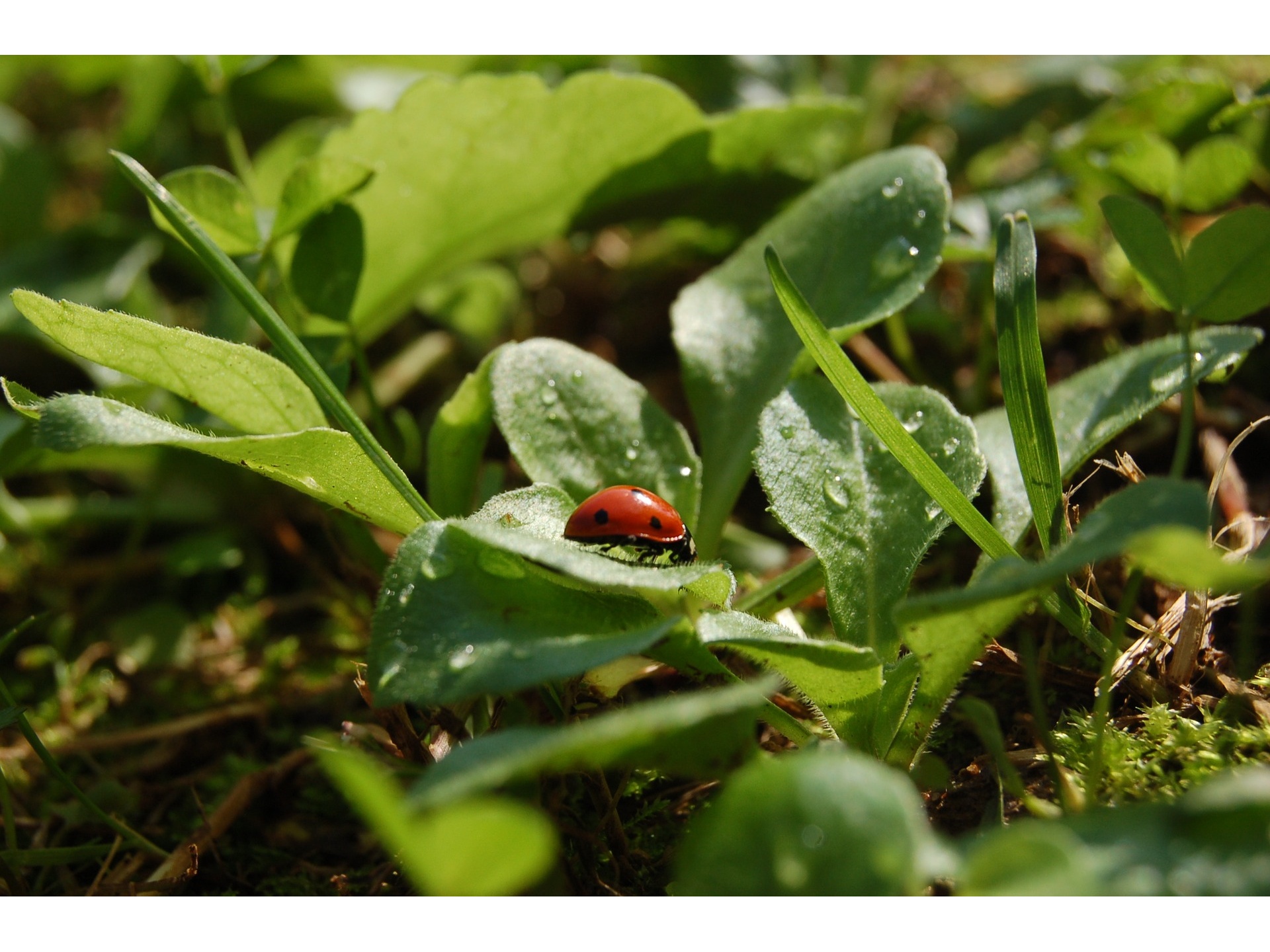La Toscana Portafortuna Le Tradizioni E I Riti Di Buon Augurio Visit Tuscany