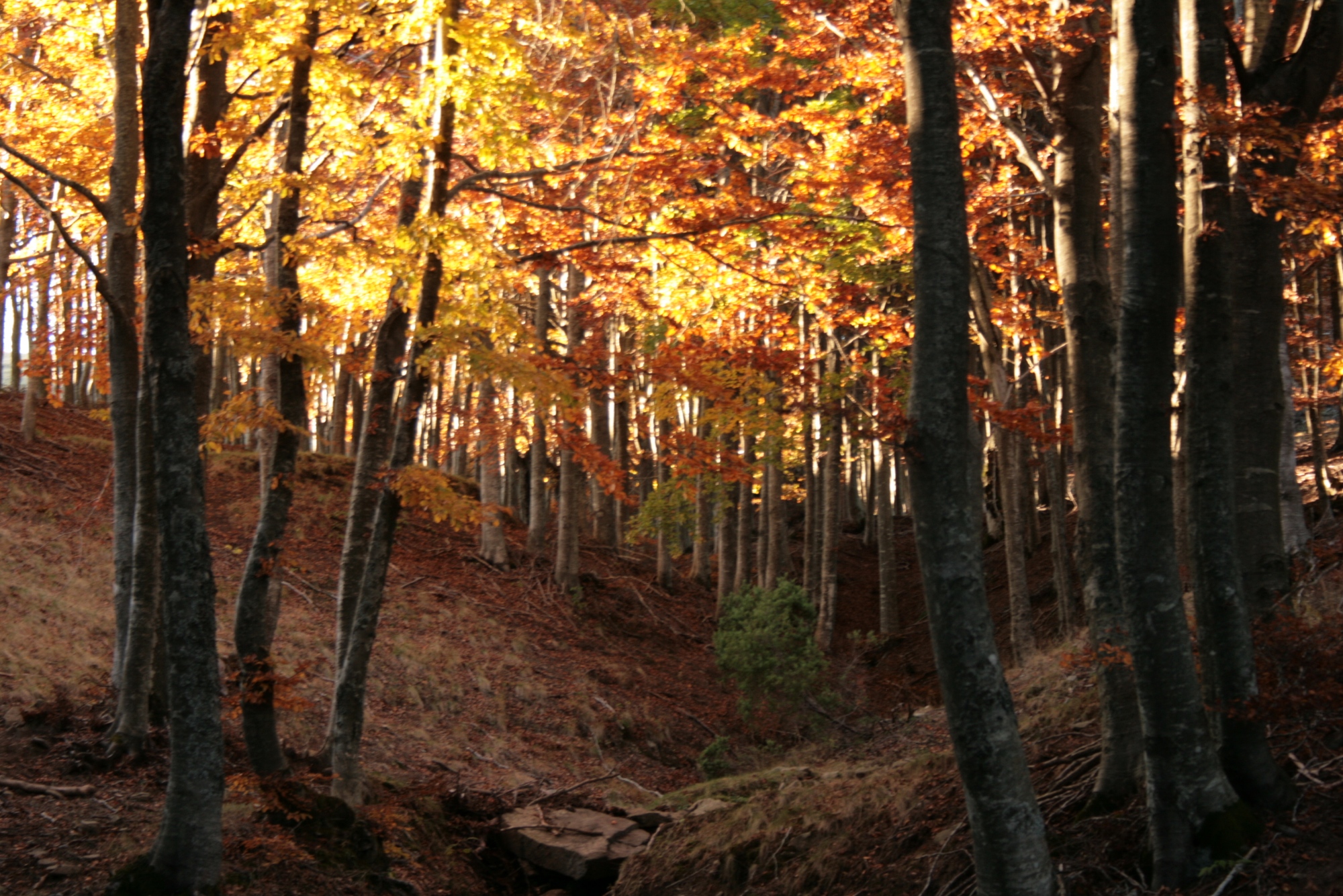 Foliage in Casentino