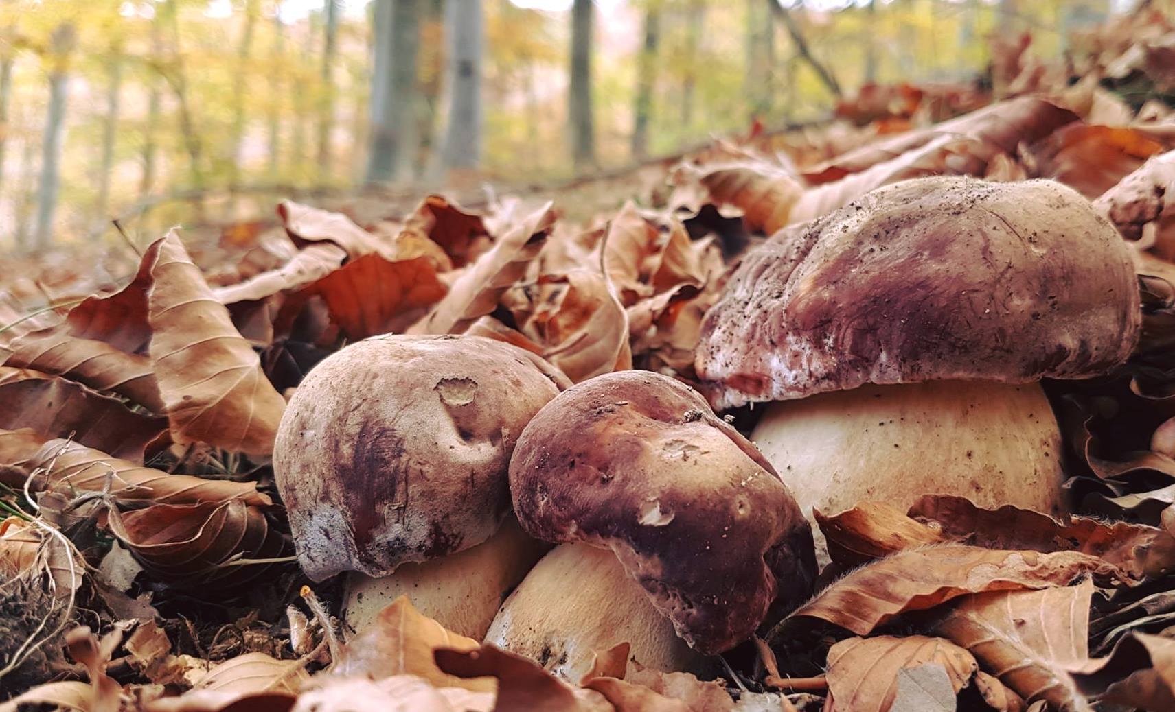 Sapori di montagna in Toscana: i funghi
