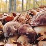 Sapori di montagna in Toscana: i funghi
