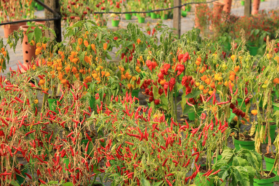 Inside a hot pepper nursery at Carmazzi in Torre del Lago