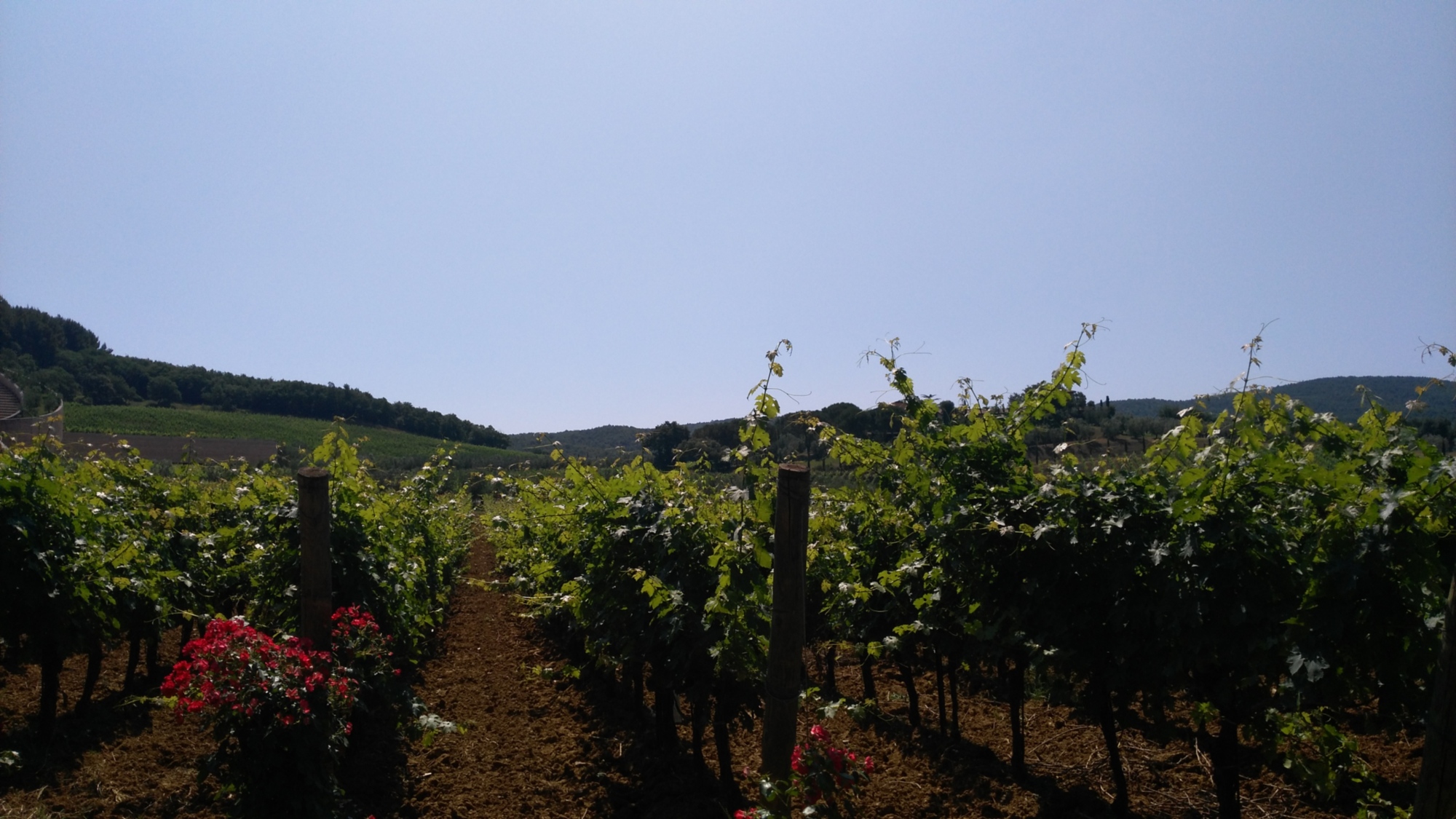 La campagna e i vigneti di Suvereto