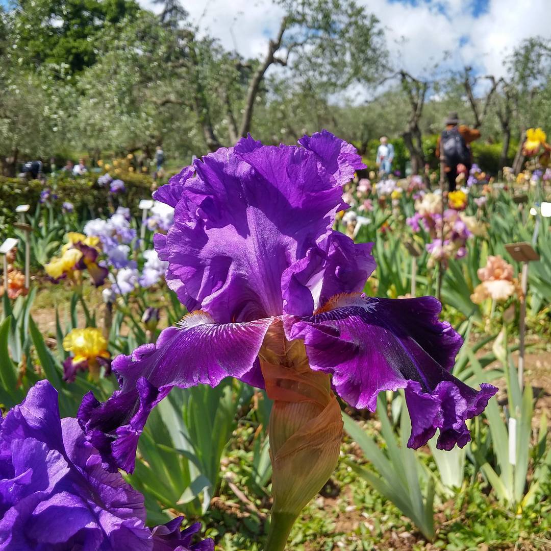 Jardín de Lirios