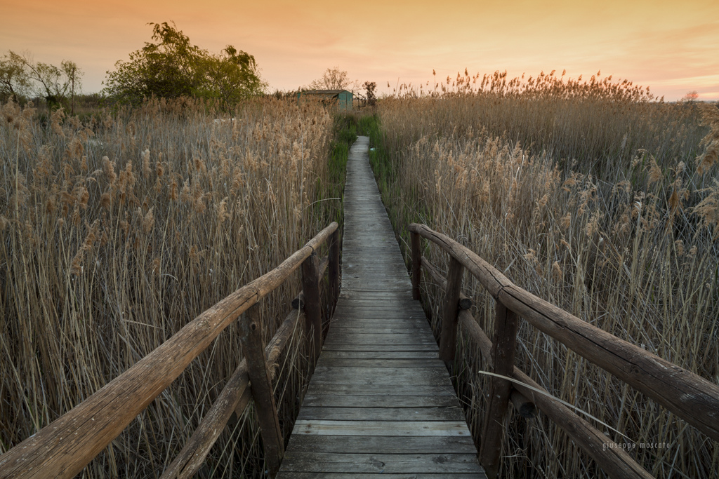 Holzsteg in Massaciuccoli