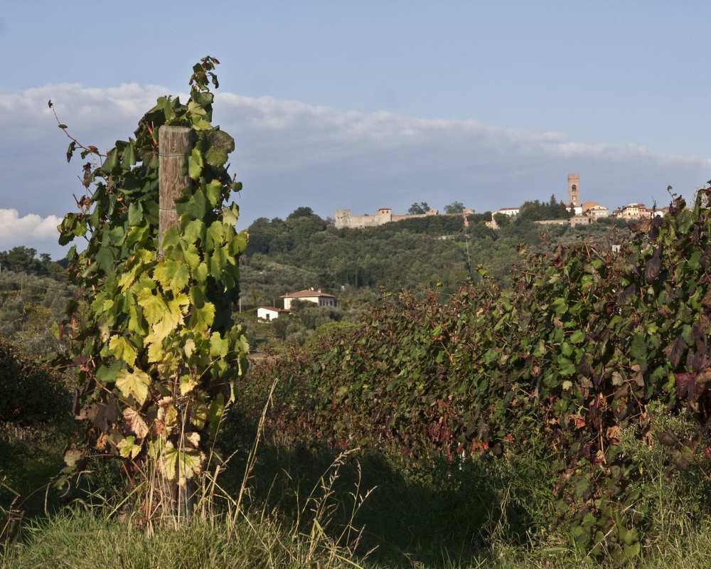 Montecarlo und Weinreben