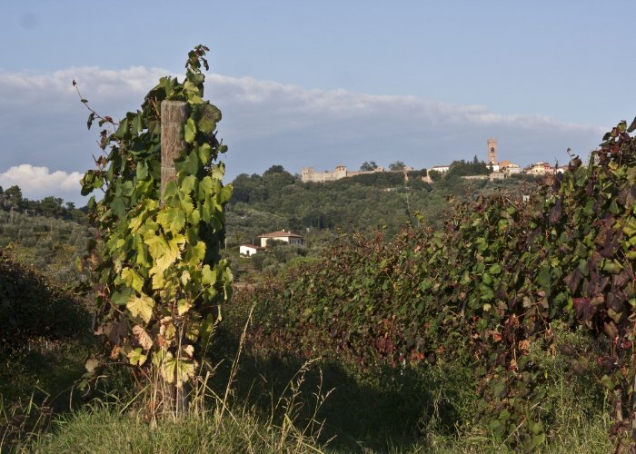 Montecarlo and its vineyards Montecarlo and its vineyards